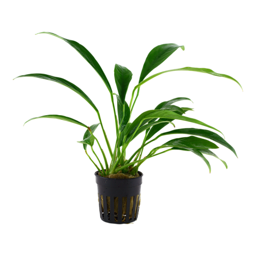 Anubias Barters Var. Glabra in jar - Tropica