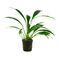 Anubias barteri var. glabra - Tropica