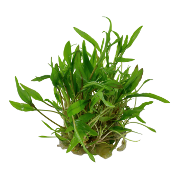 Cryptocoryne Wenditii Vert en coupe - Tropica 2