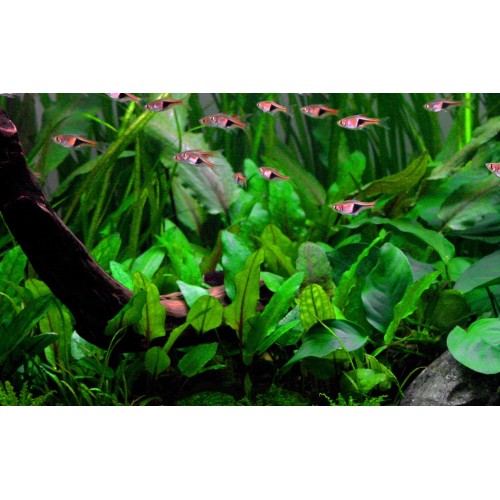 Cryptocoryne wenditii Green in cup - Tropica