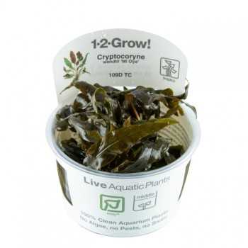 Cryptocoryti Wendentii Mi Oya in Cup - Tropica