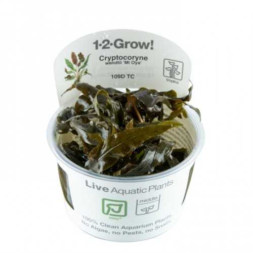 Cryptocoryti Wendentii Mi Oya in Cup - Tropica