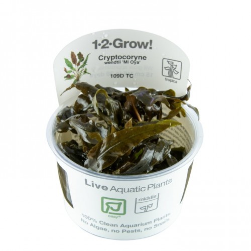 Cryptocoryti wuningiii mi oya en coupe - Tropica