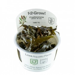 Cryptocoryne wenditii Mi Oya in cup - Tropica