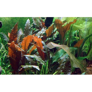 Cryptocoryti wuningiii mi oya en coupe - Tropica 2