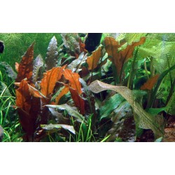 Cryptocoryne wenditii Mi Oya in cup - Tropica