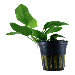 Anubias Bétones var. Nana dans le pot - Tropica
