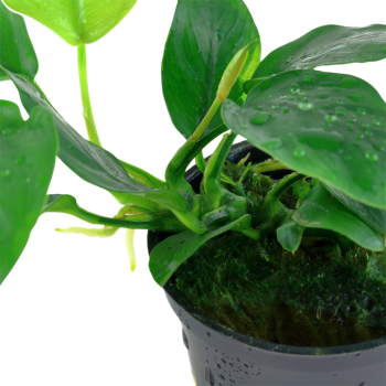 Anubias barteri var. nana in vasetto - Tropica 2