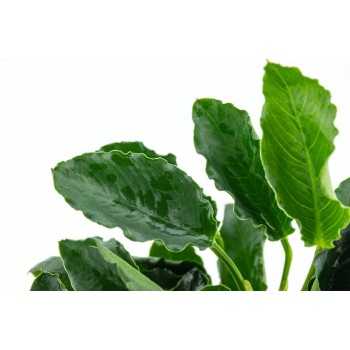 Anubias Barters Var. Nana 'Kirin' in jar - Tropica 2