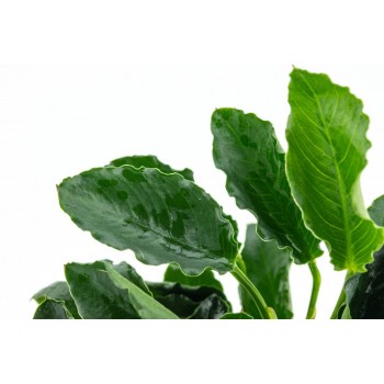 Anubias Bétones var. Nana 'Kirin' dans Jar - Tropica 2