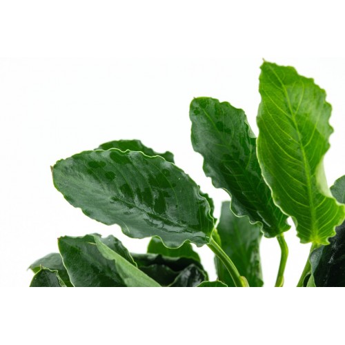 Anubias barteri var. nana 'Kirin' in vasetto -...