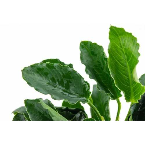 Anubias Barters Var. Nana 'Kirin' in jar - Tropica