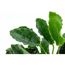 Anubias Barters Var. Nana 'Kirin' in jar - Tropica