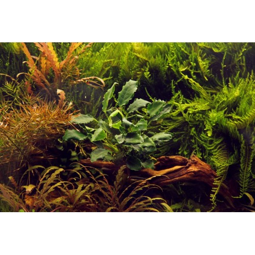 Anubias barteri var. nana 'Kirin' in vasetto -...