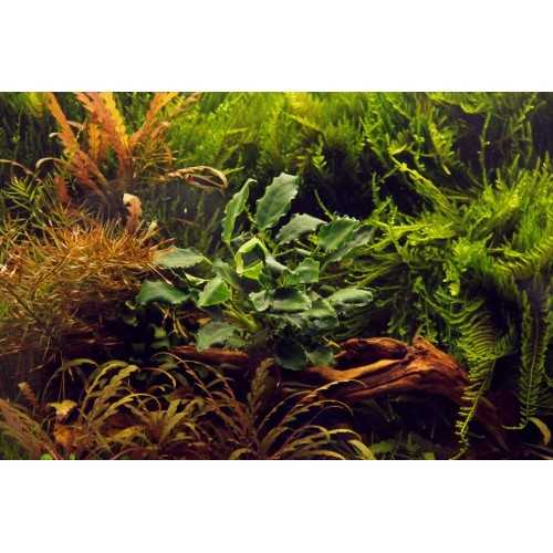 Anubias Barters Var. Nana 'Kirin' in jar - Tropica