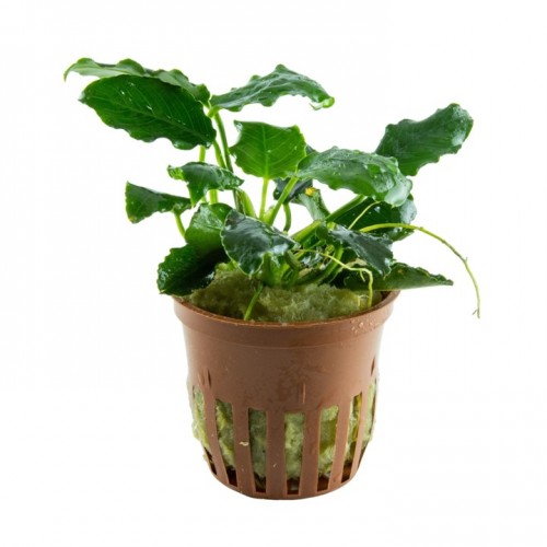 Anubias Bétones var. Nana 'Kirin' dans Jar -...