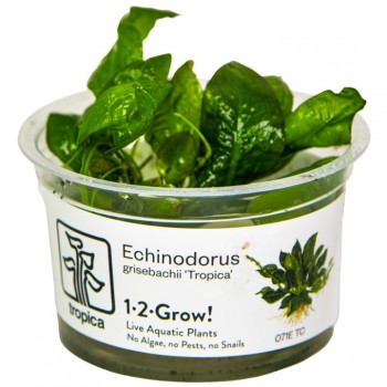 Echinodorus grisebachii Tropica in cup - Tropica