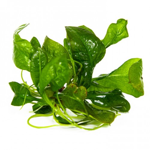 Echinodorus grisebachii Tropica en coupe - Tropica