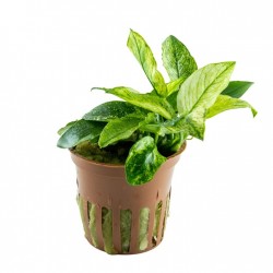 Anubias Barters Var. NANA 'Pinto' in jar - Tropica