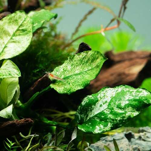 Anubias Barters Var. NANA 'Pinto' in jar - Tropica