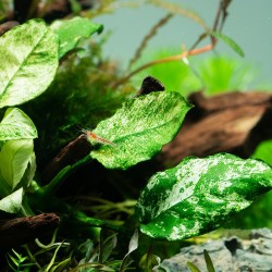 Anubias Barters Var. NANA 'Pinto' in jar - Tropica
