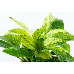 Anubias Bétones var. Nana 'Pinto' dans Jar - Tropica