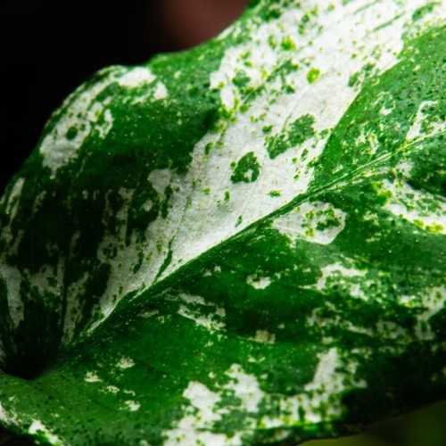 Anubias Barters Var. NANA 'Pinto' in jar - Tropica