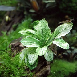 Anubias Barters Var. NANA 'Pinto' in jar - Tropica
