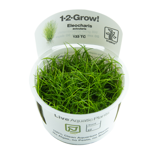 Eleocharis acicularis in cup - Tropica