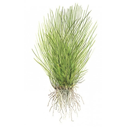 Elecharis acicularis en coupe - Tropica