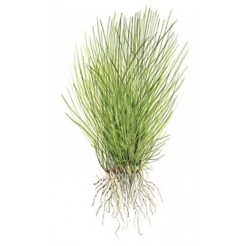 Elecharis Acicularis in Cup - Tropica