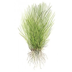 Elecharis Acicularis in Cup - Tropica