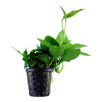 Anubias Barters Var. NANA 'LARGE' in jar - Tropica