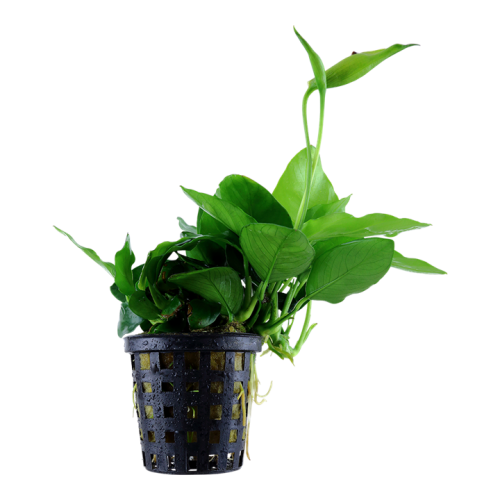 Anubias Bétones var. Nana 'Grand' dans Jar -...