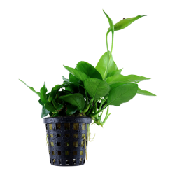 Anubias Barters Var. NANA 'LARGE' in jar - Tropica