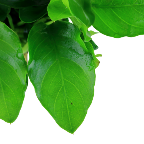 Anubias barteri var. nana 'Large' in vasetto -...