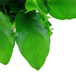 Anubias Bétones var. Nana 'Grand' dans Jar - Tropica