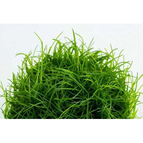 Elecharis Acicularis in Cup - Tropica