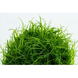 Elecharis Acicularis in Cup - Tropica