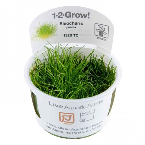 Elecharis mini pusilla en coupe - Tropica