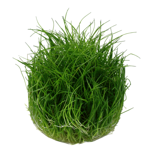 Elecharis Mini Pusilla in Cup - Tropica