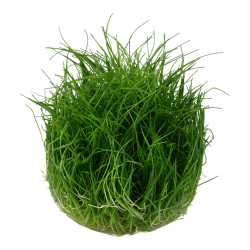 Eleocharis pusilla Mini in cup - Tropica