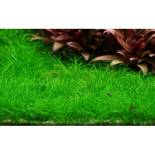 Elecharis mini pusilla en coupe - Tropica