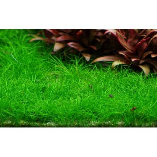 Elecharis Mini Pusilla in Cup - Tropica