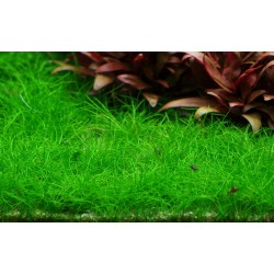 Eleocharis pusilla Mini in cup - Tropica