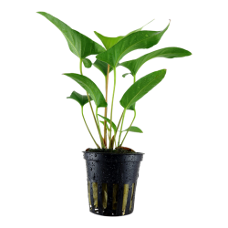 Anubias Gracilis in jar - Tropica