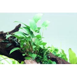 Anubias Gracilis dans le pot - Tropica