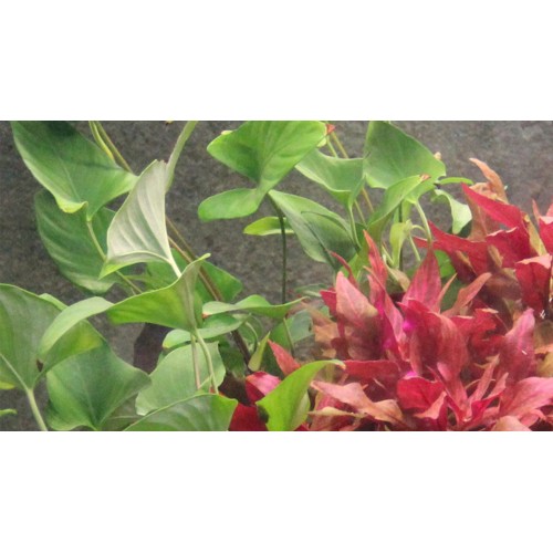 Anubias gracilis - Tropica