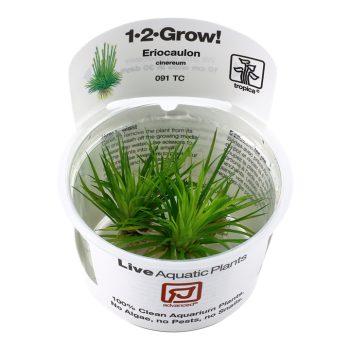 Eriocaulon cinereum in cup - Tropica