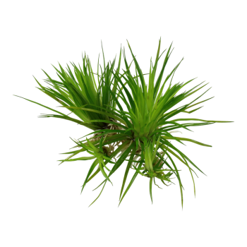 Eriocaulon Cinerereum en coupe - Tropica 2